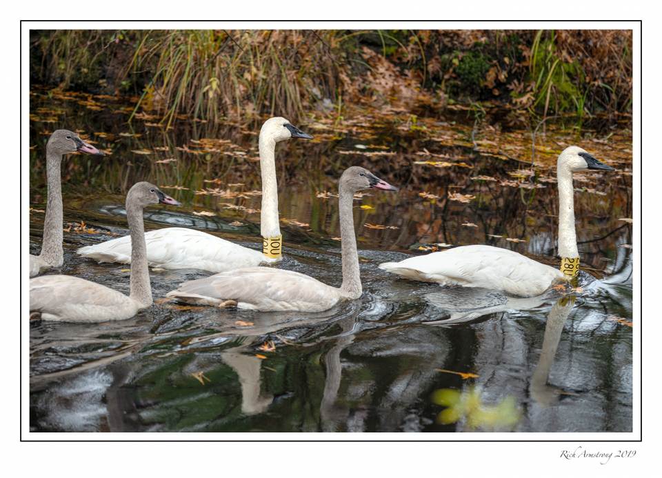 Swan family 1m.jpg